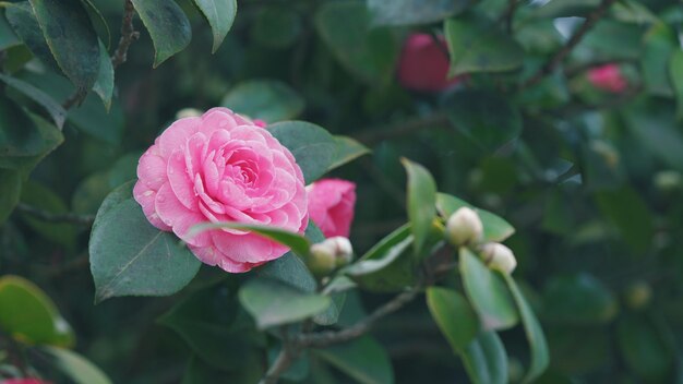 Arrière-plan de la nature de printemps pétales roses de la camélia japonica fleurissant dans le jardin de printemps