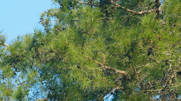 Arrière-plan naturel cônes de pin sur la branche de la brindille variété de pins se penchent vers le haut