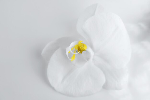 Arrière-plan naturel de fleurs d'orchidées blanches teintées de couleurs jaunes et grises à la mode
