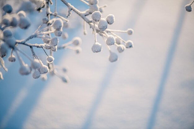 Arrière-plan naturel d'hiver branches et feuilles gelées couvertes de neige