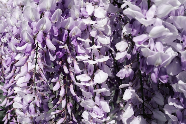 Un arrière-plan naturel merveilleux de fleurs de wisteria pourpre