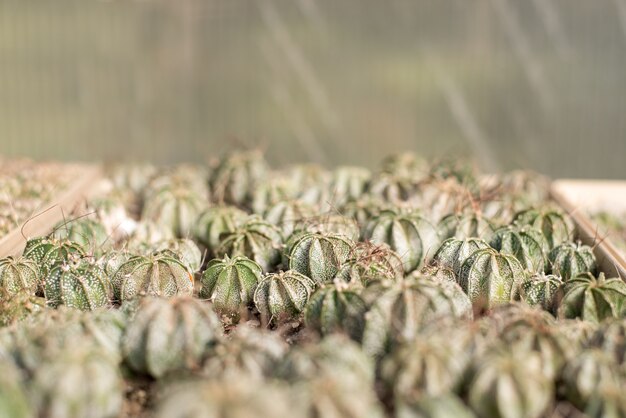 L'arrière-plan naturel avec une sorte de cactus du désert pousse dans une maison chaleureuse