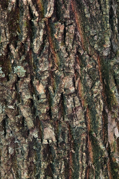 Photo arrière-plan naturel d'une texture d'écorce d'arbre vieux de couleur brune avec de la mousse et du lichen