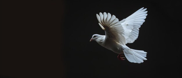 Arrière-plan noir avec une colombe blanche volant librement