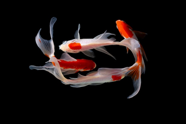 Photo arrière-plan noir du poisson koi