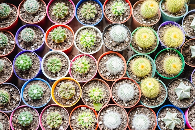 Arrière-plan de nombreux cactus dans de petits pots