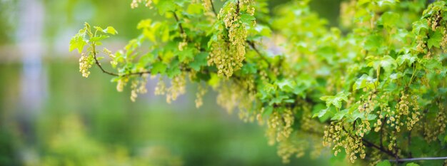 Arrière-plan panoramique d'un buisson de fruits de jardin Beau paysage de campagne naturelle Mise au point sélective sur le premier plan avec un arrière-plan flou fort et un fond