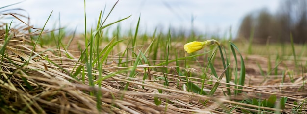 Arrière-plan panoramique d'une fleur sauvage jaune en gros plan Beau paysage de campagne naturelle Mise au point sélective sur le premier plan avec un arrière-plan flou fort et un fond