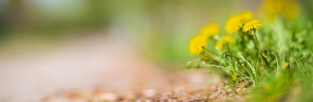 Arrière-plan panoramique d'un gros plan de fleurs sauvages Beau paysage de campagne naturelle Mise au point sélective sur le premier plan avec un arrière-plan flou fort et un fond