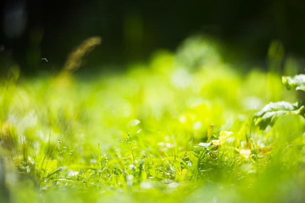 Arrière-plan panoramique avec gros plan de plantes vertes de la forêt et d'herbe Beau paysage naturel avec un arrière-plan flou et un fond