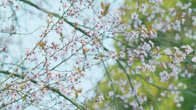 Arrière-plan pendant la saison de printemps pleine floraison de la forêt cherryplum arrière-plan dans le jardin de la ville