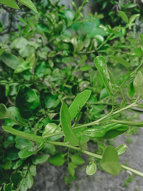 Arrière-plan de photos de feuilles vertes avec des feuilles d'arbres et des fleurs