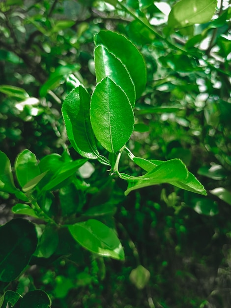 Arrière-plan de photos de feuilles vertes avec des feuilles d'arbres et des fleurs