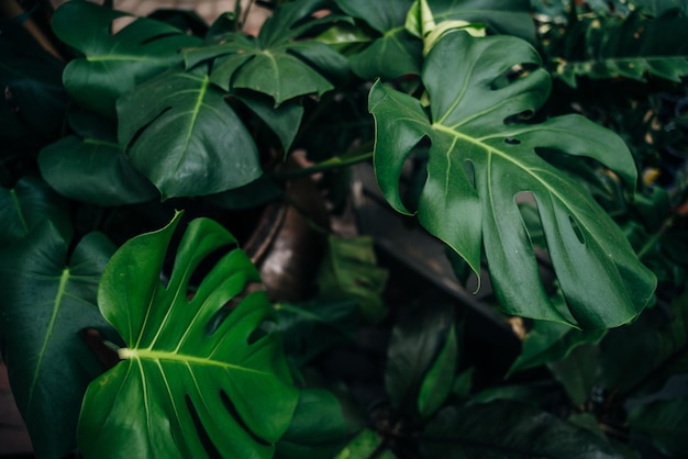 Arrière-plan de plantes tropicales avec des feuilles de monstera Le feuillage vert luxuriant