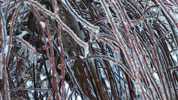 Photo arrière-plan de plantes de vigne de glace entrelacées pluie gelée focus sélectif