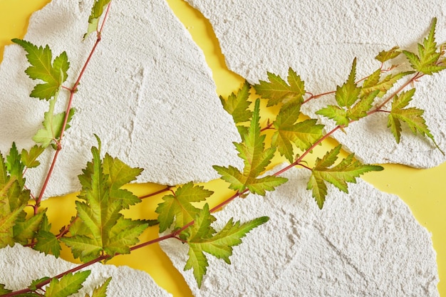 Arrière-plan pour produits cosmétiques Podium en pierre avec feuilles vertes Vue de face