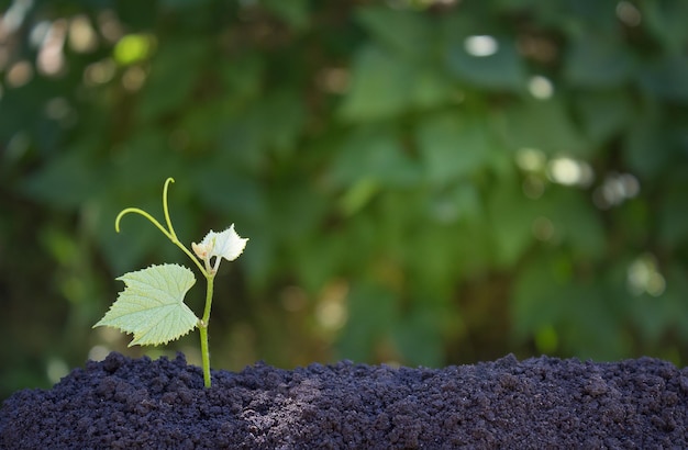 arrière-plan avec une pousse de raisin poussant à partir du sol