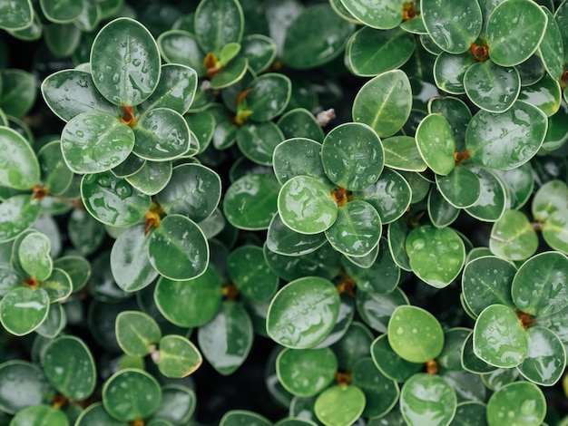 Arrière-plan printanier de feuilles vertes naturelles de la fleur de Ficus annulata avec des gouttes de pluie.