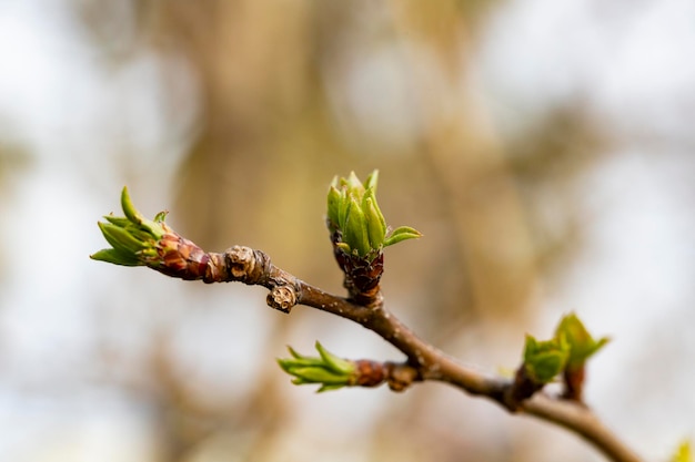 Arrière-plan Prspring brindilles de printemps minces avec de jeunes bourgeons d'arbres frais