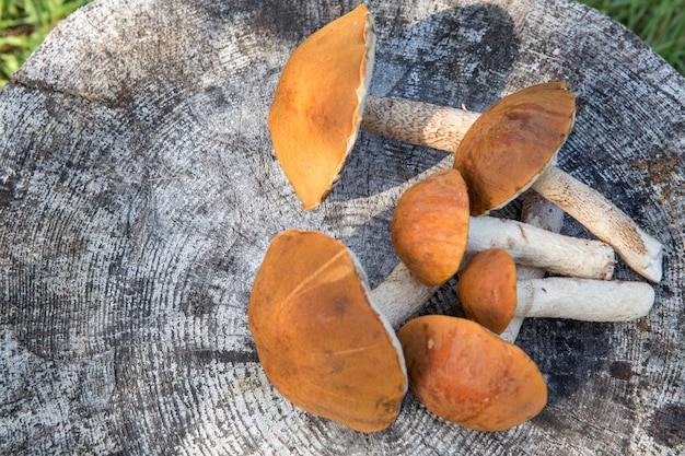 Arrière-plan de la récolte forestière de la saison d'automne Champignons comestibles de la forêt sauvage bolets orangecap sur une table en bois gris foncé Copier l'espace vue de dessus