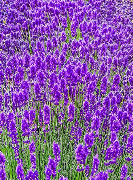 Arrière-plan sans couture inspiré d'un champ de lavande avec ses teintes violettes apaisantes