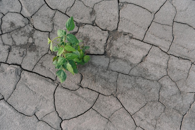 Arrière-plan Avec Sol Craquelé Et Champ De Soja. Sécheresse Dans L'agriculture. Vue De Dessus De La Sécheresse Dans Le Champ De Soja Avec Un Sol Fissuré.