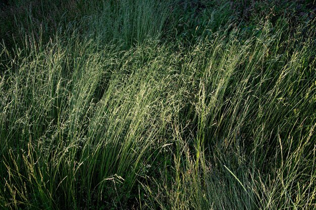 Photo arrière-plan terrain champ vert prairie naturelle été herbe texturée nature motif magnifique