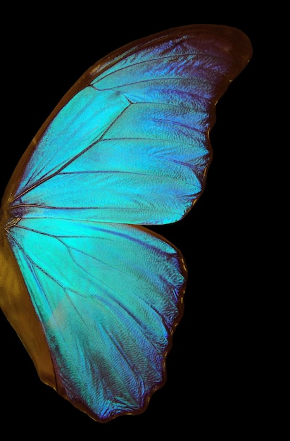 arrière-plan et texture de l'aile du papillon morpho en gros plan