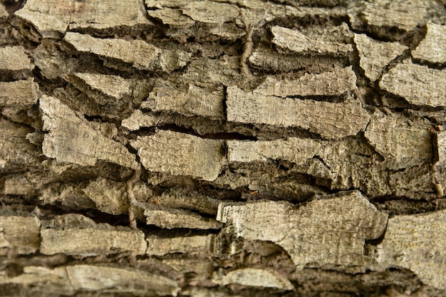 Arrière-plan de texture d&#39;écorce d&#39;arbre.