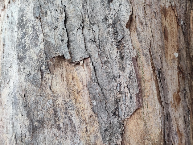 Arrière-plan de la texture de l'écorce des arbres dans la forêt urbaine