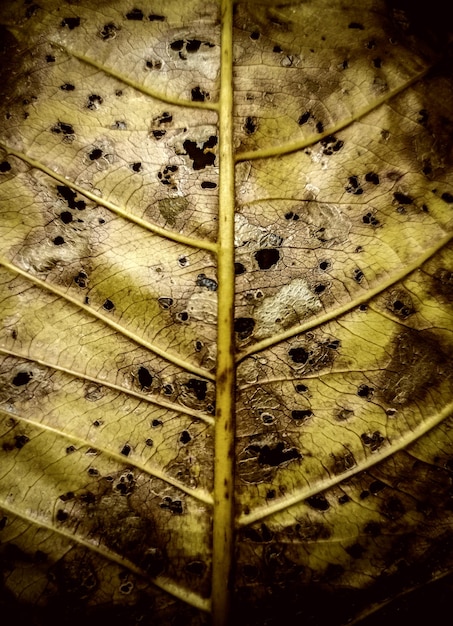 Photo arrière-plan de la texture des feuilles sèches capturées par les insectes