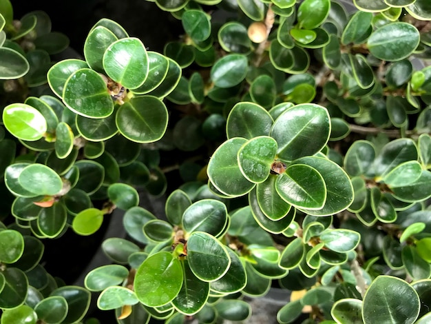 Arrière-plan de la texture des feuilles vertes tropicales