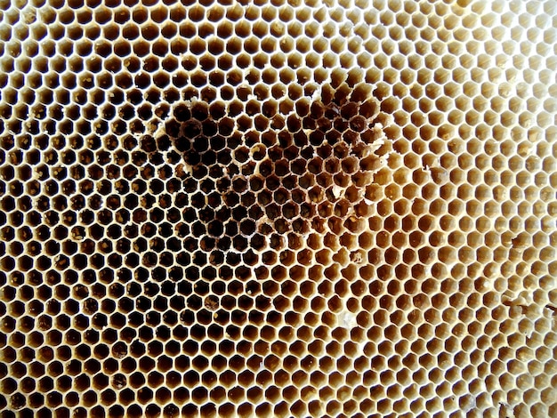 Photo arrière-plan de la texture hexagonal du nid d'abeille de cire d'une ruche d'abeilles