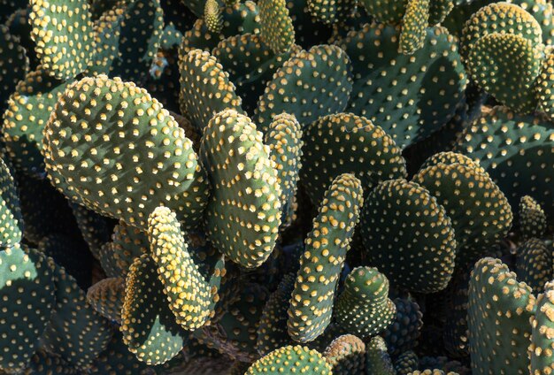 Arrière-plan ou texture avec opuntia rufida engelm cactus et espace pour le texte