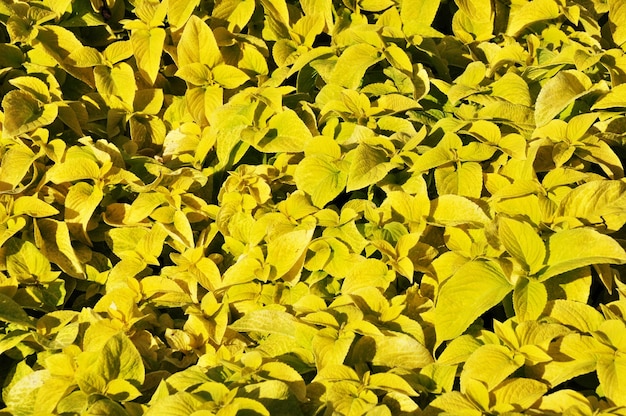 Arrière-plan, texture de petites feuilles vert clair. Un tapis de feuilles vertes.