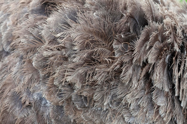 Arrière-plan et texture des plumes d'autruche brunes ou d'un autre grand oiseau