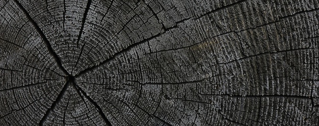 arrière plan texture vieux arbre cernes rondin