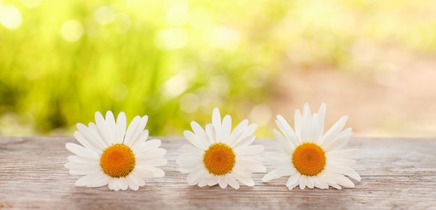 Arrière-plan avec trois inflorescences de marguerites sur une table en bois