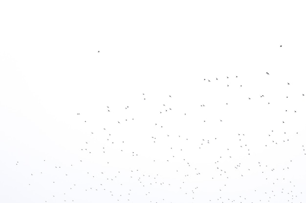 arrière-plan troupeau d'oiseaux noirs dans le ciel texture isolée pour l'œuvre d'art