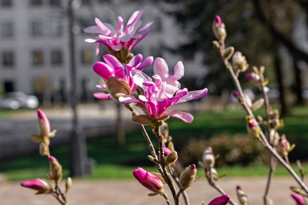 Arrière-plan urbain flou avec magnolias