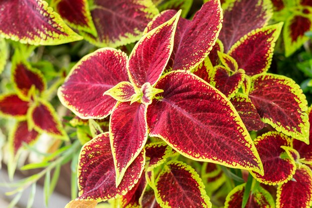 Arrière-plan végétal avec fleur de pot rouge vert violet coleus blumei solenostemon jardin aménagé