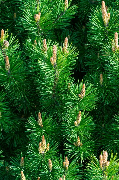 Arrière-plan vert de conifères naturels Pinus mugo