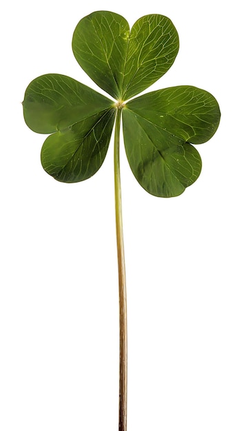 Arrière-plan vert émeraude arboricole irlandais fond vert foncé abstract arrière-plan du jour de Saint-Patrick irlandais