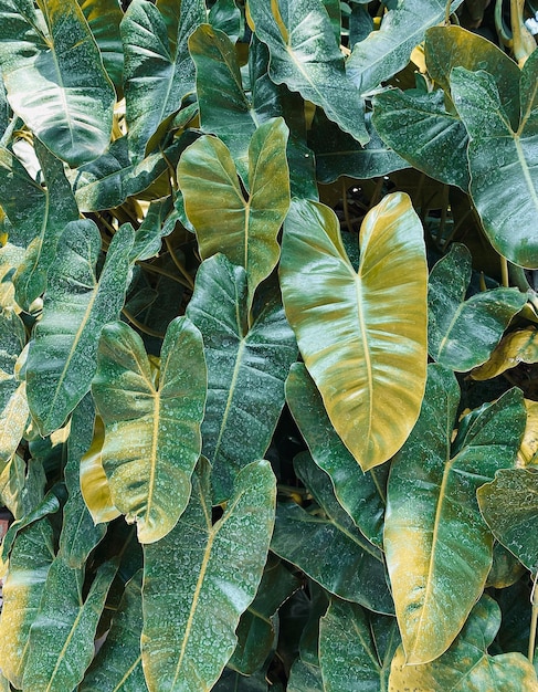 Arrière-plan vert feuilles arrière-plan plante ornementale arrière-fond Il039s une belle plante ornamentale