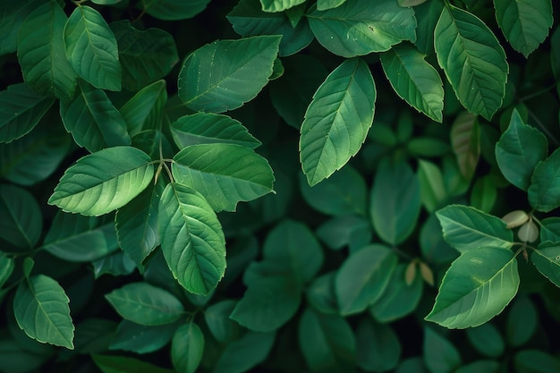 Arrière-plan vert avec des feuilles