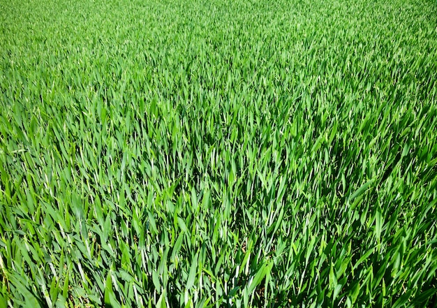 Photo arrière-plan vert avec des feuilles