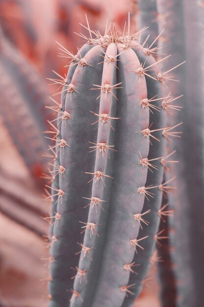 Arrière-plan vertical avec image tonique cactus Carnegiea gigantea