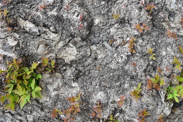 Arrière-plan d'un vieil arbre avec de jeunes pousses. Feuilles sur l'écorce. Bois noueux