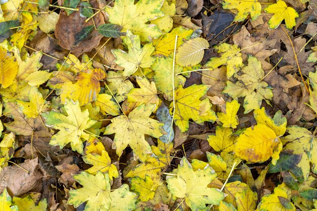 Arrière-plan de vieilles feuilles d'automne tombées gisant sur le sol