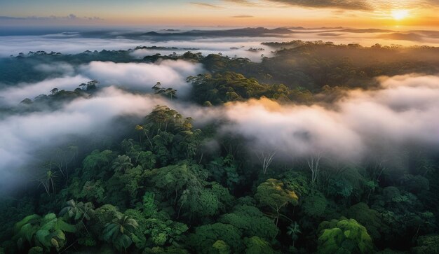 Photo arrière-plan d'une vue panoramique de la jungle amazonienne brumeuse